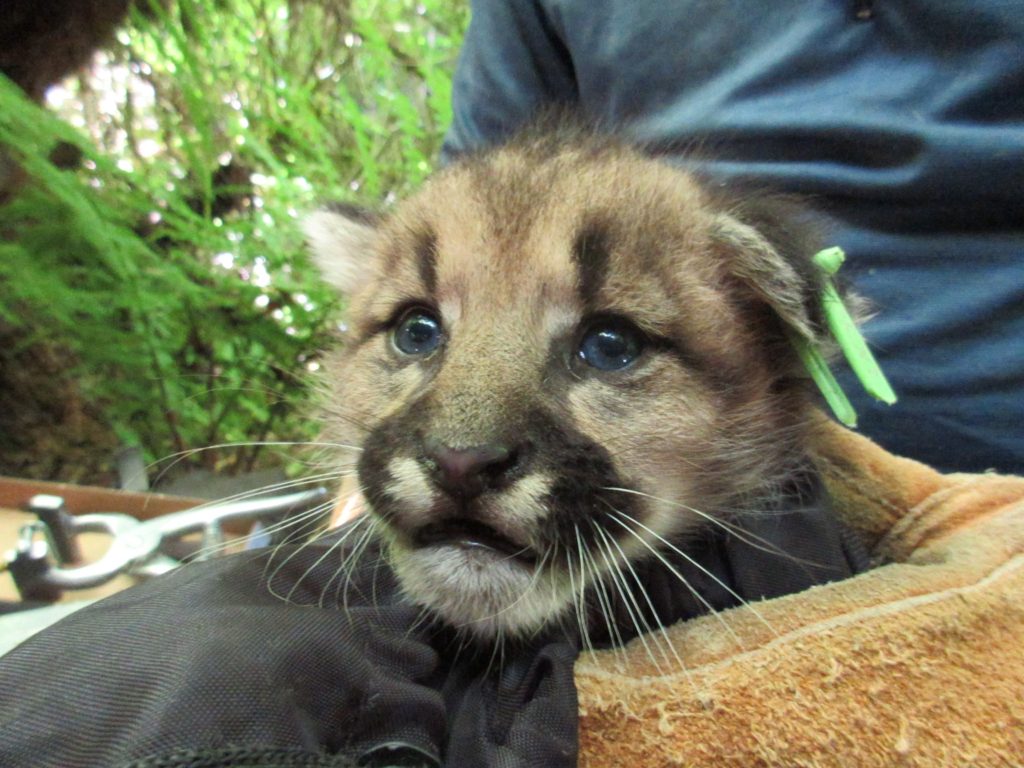 can i buy a puma cat