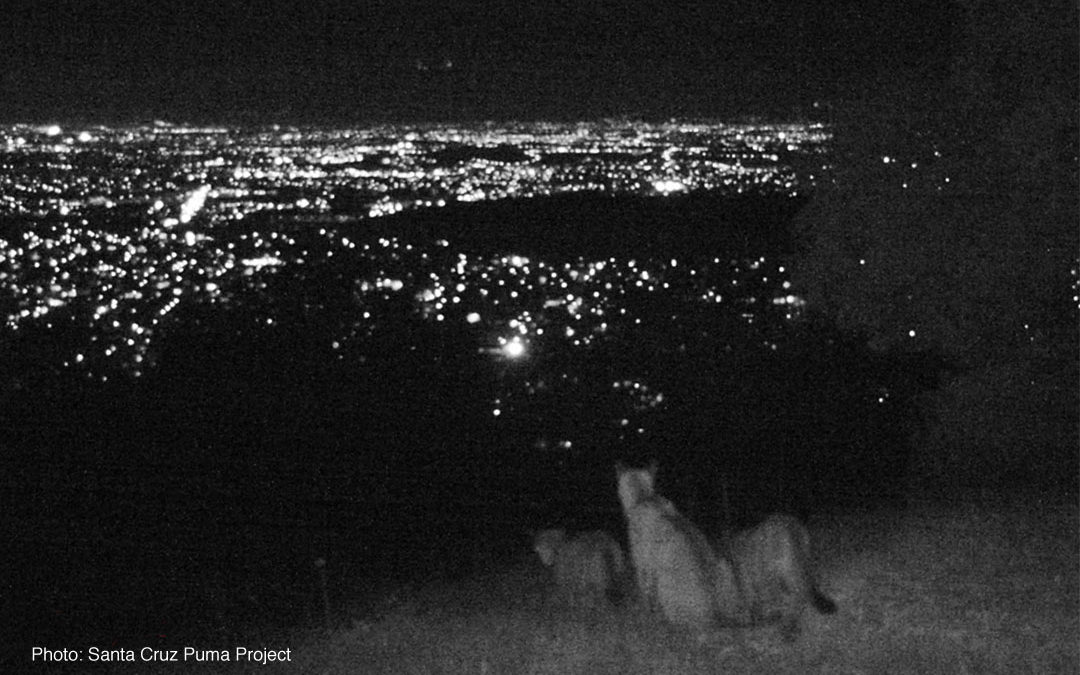 Pumas Above San Jose