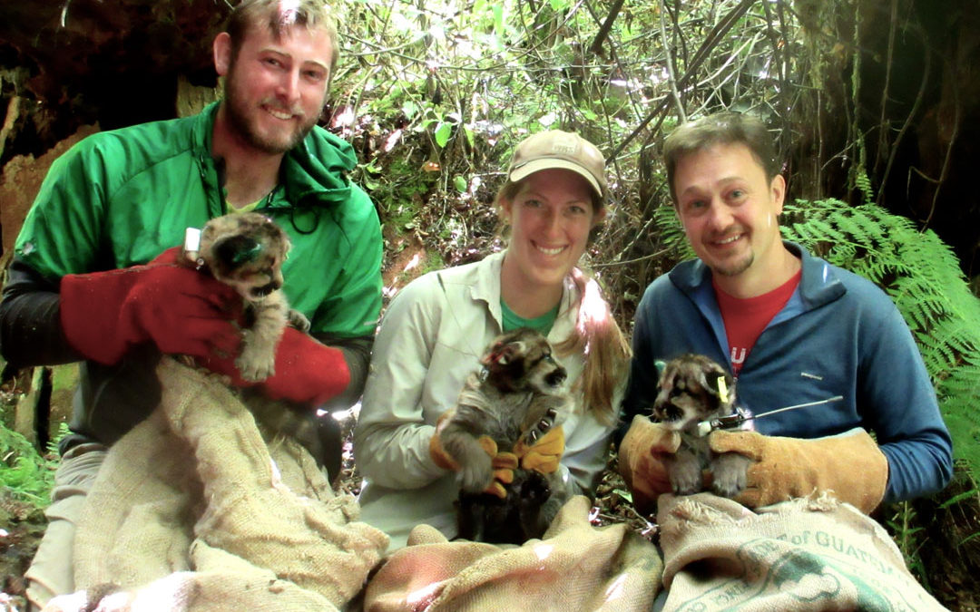 Three new puma kittens take on the world!