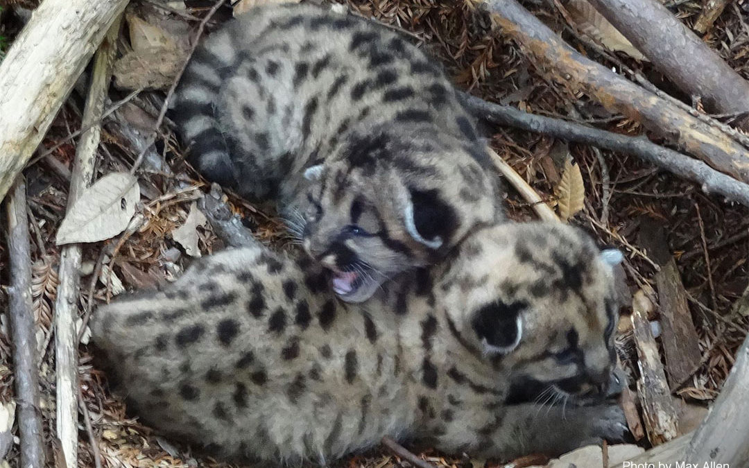 2 week-old kittens